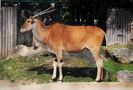 Zoo common eland horn animal photo