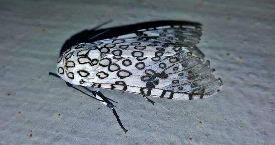 Insectoid wings markings