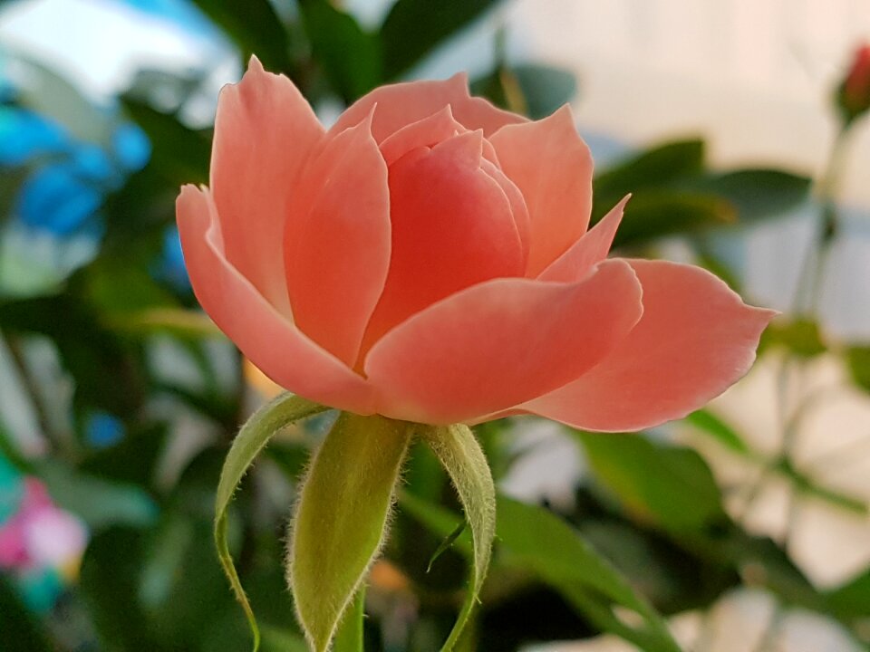 Beautiful flowers pink rose