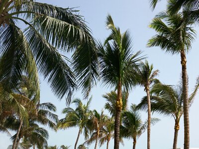 Palm tree tropical summer photo