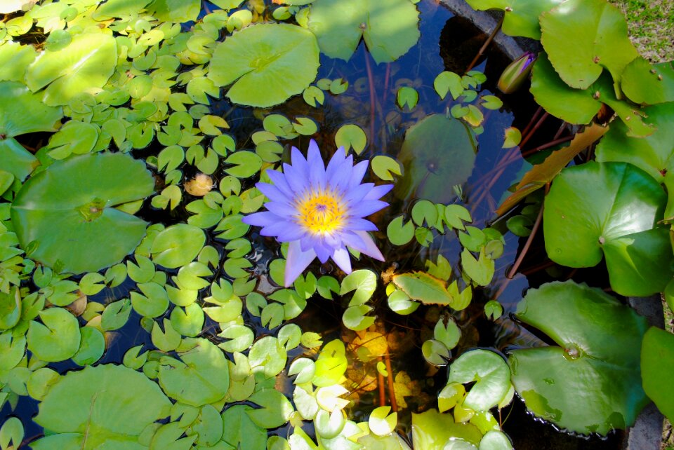 Green leaves purple