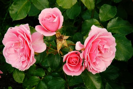 Pink pink rose rose bloom photo
