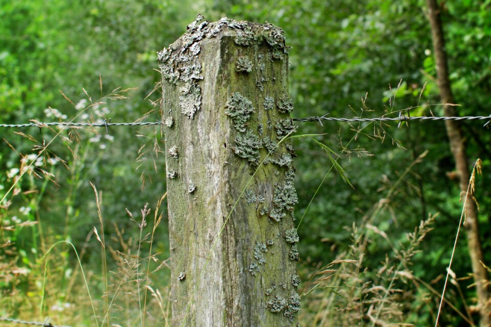 Fence pasture pasture fence