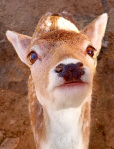 Doe buck animal photo