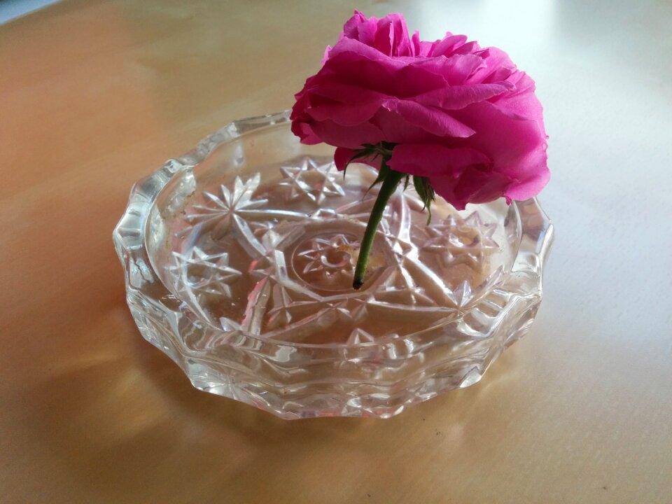 Ecological bless you rosa
