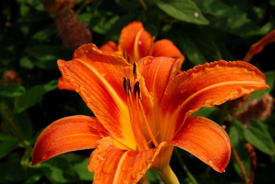 Pestle orange stamen