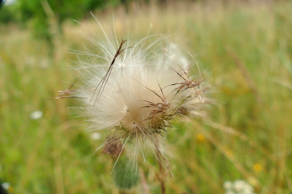 Nature macro flying seeds