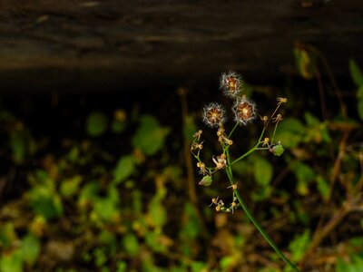 Natura beauty nature