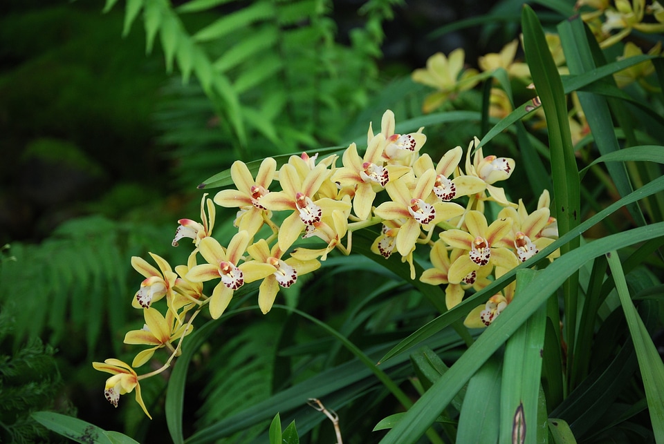 Lovely bloom flora