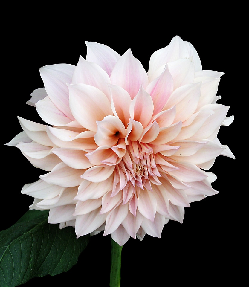 Pink tender isolated