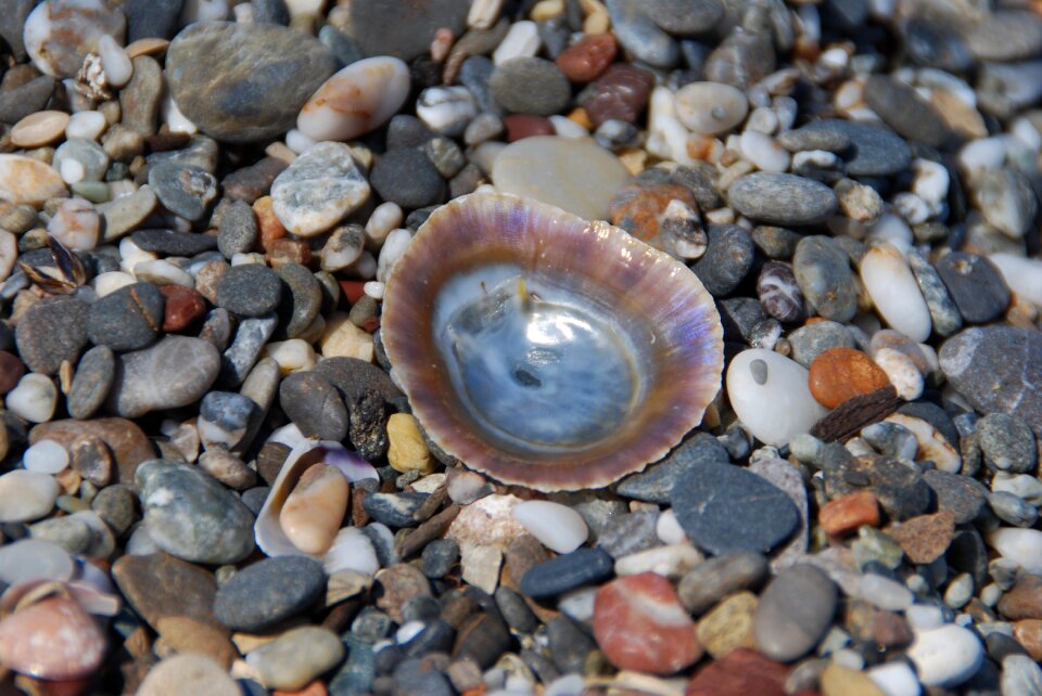 Shell sea colorful