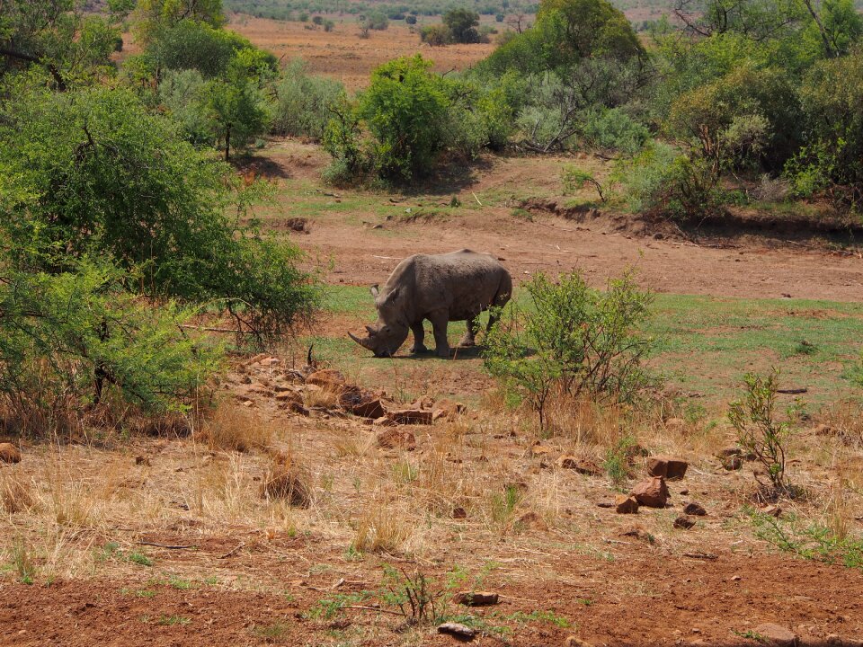 Pilanesberg safari africa