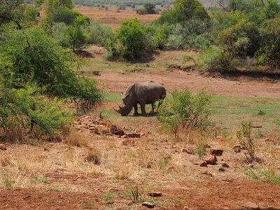 Pilanesberg safari africa