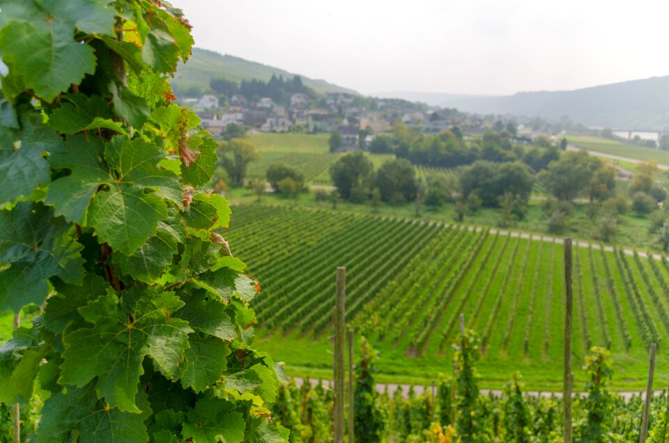 Winegrowing nature grapes