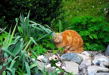 Lurking domestic cat hidden