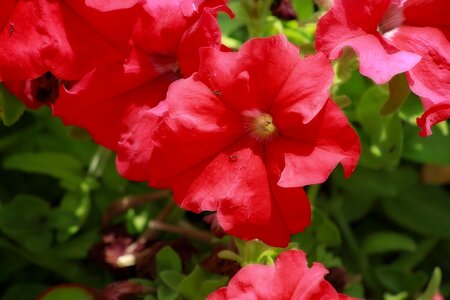 Red flower plant petals photo