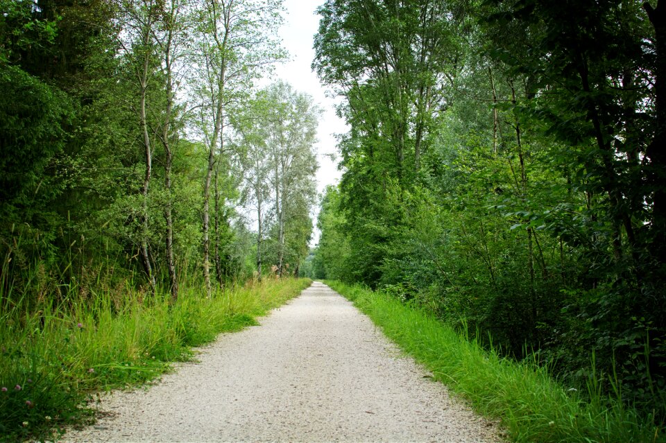 Forest path nature green