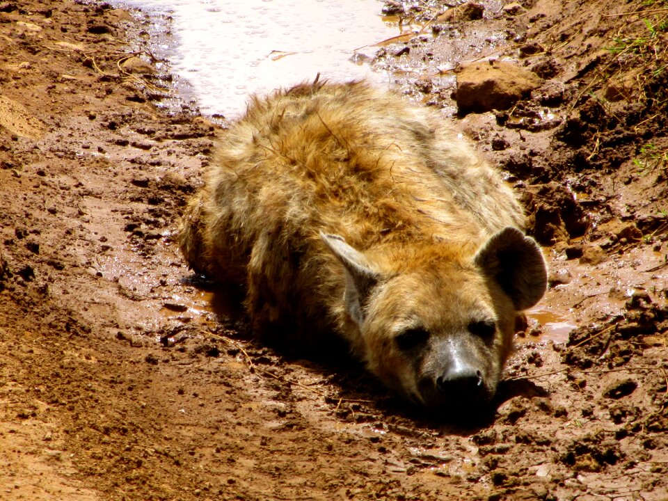 Nature mammal wildlife