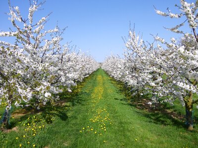 White sky meadow photo