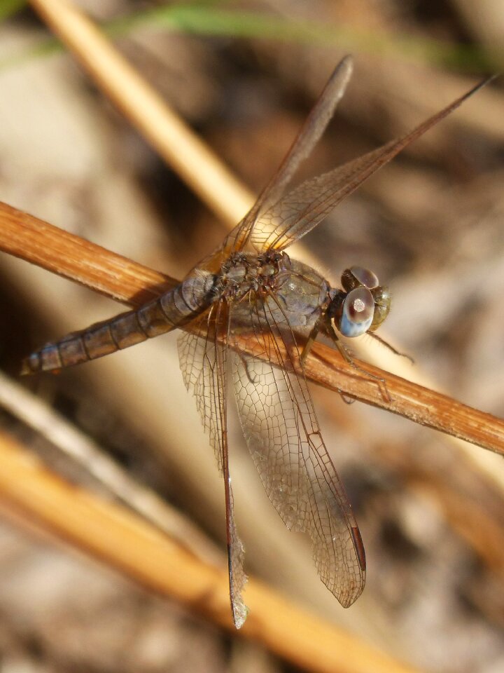 Detail stem golden dragonfly