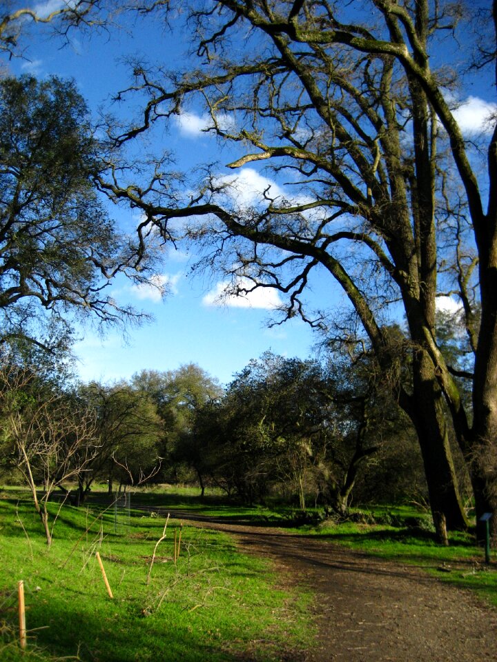 Winter oak