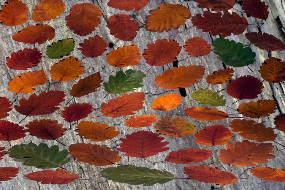 Autumn leaf autumn foliage leaf