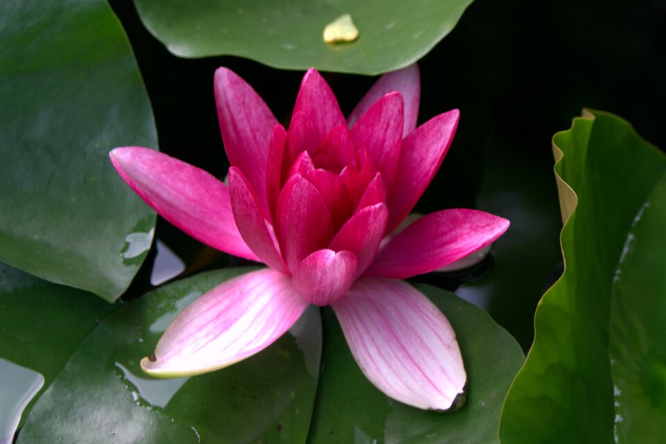 Ornamental plants pond lily's flourishing