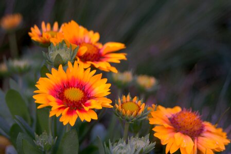 Tiny aster a typical photo