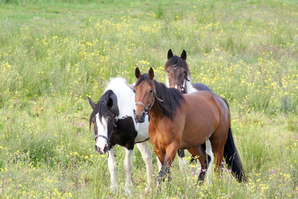 Horse animal meadow