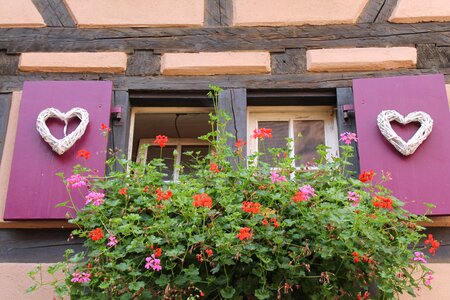 Flower box shutters purple photo