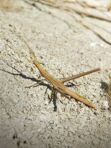 Insect weirdo stick insect photo