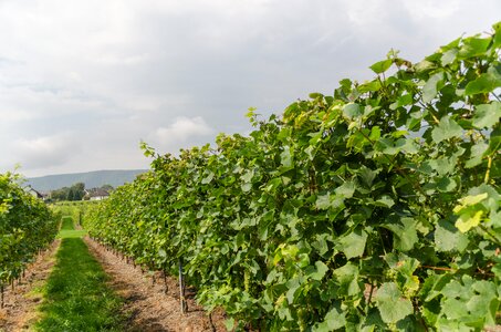 Winegrowing nature grapes
