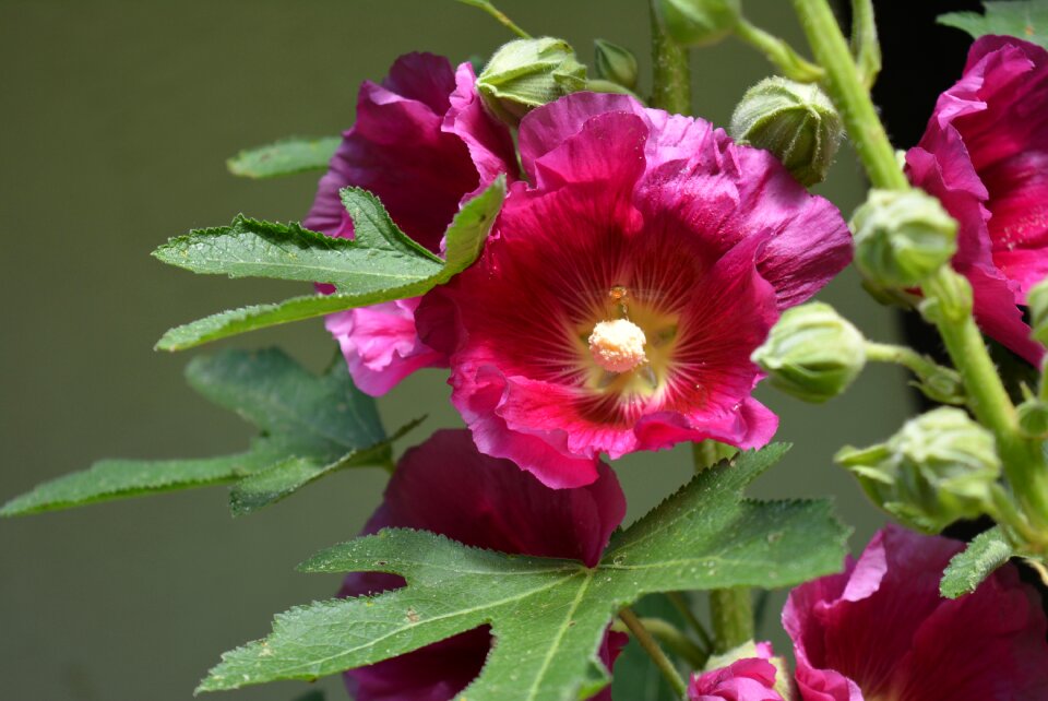Pink red nature