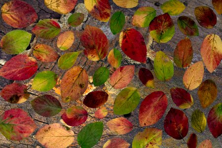 Autumn leaf autumn foliage leaf