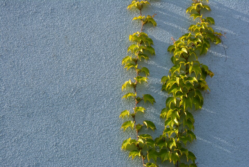 Wall wine entwine
