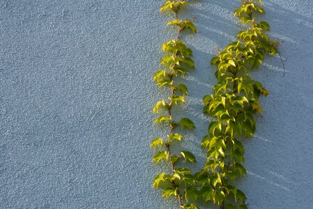 Wall wine entwine