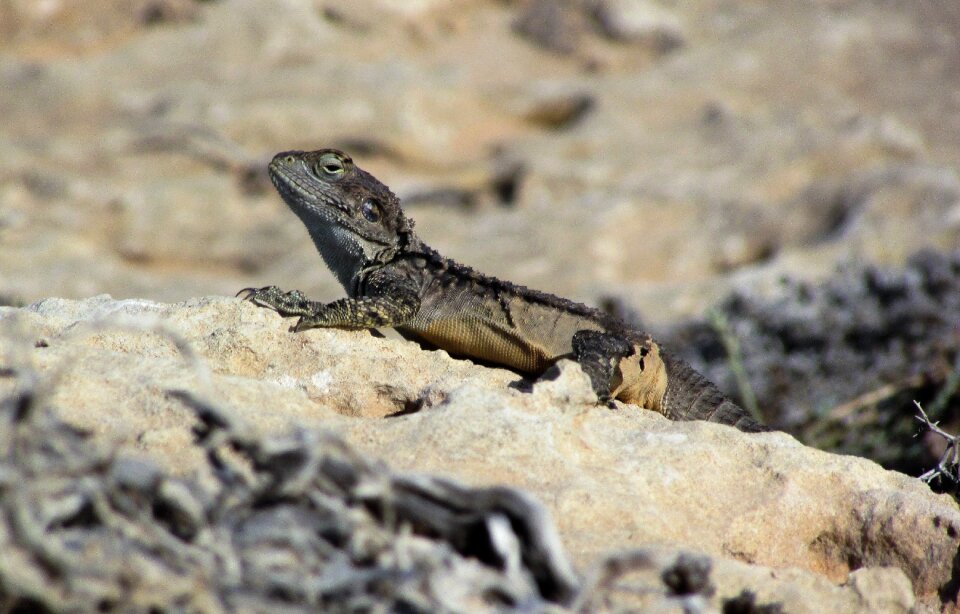 Reptile fauna animal