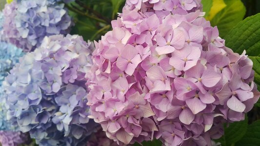 Nature pink purple