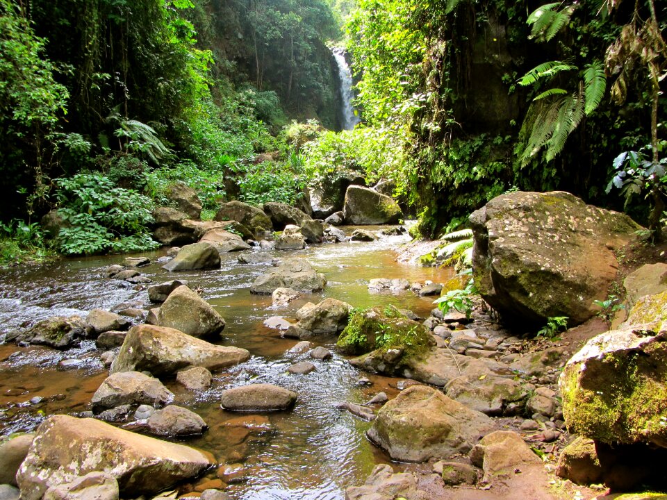 Nature forest adventure