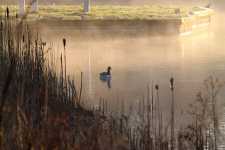 Pond duck morning