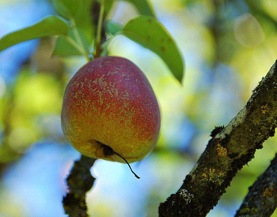 Tree fruit leaves