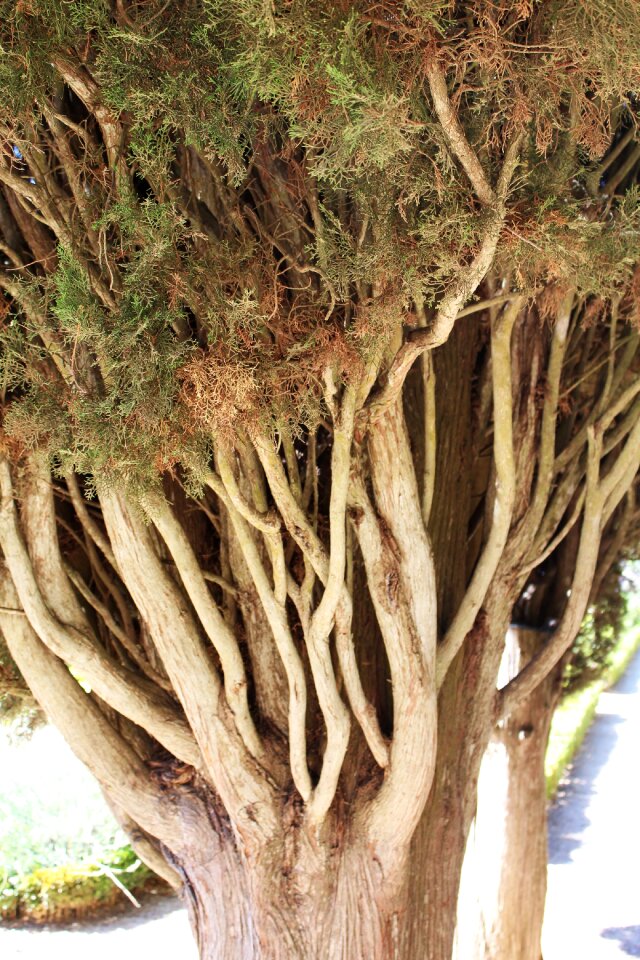 Branch coniferous tree macro