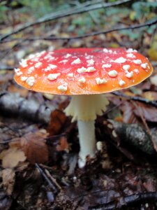 Autumn mushroom red white dots