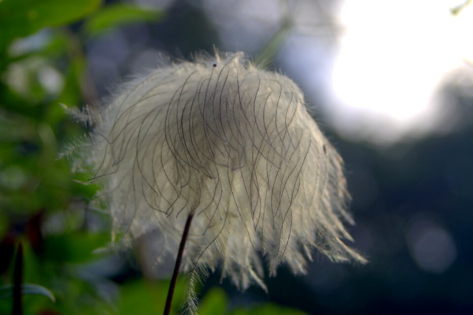 Pen disheveled gray