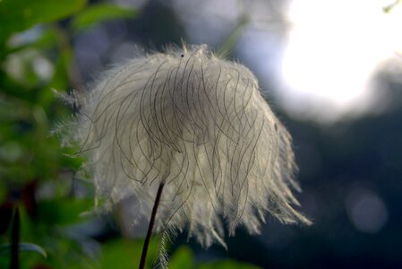 Pen disheveled gray