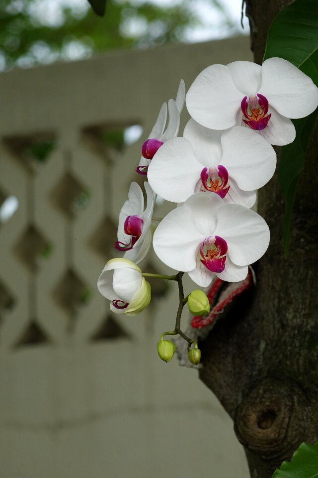 White petals pink center flora