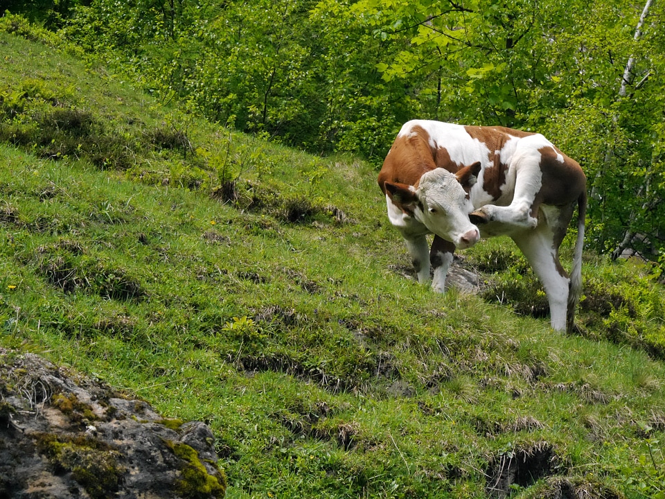 Scratching rearing young animal