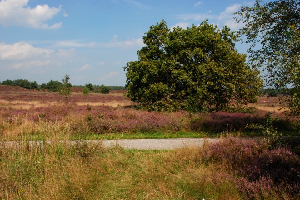 Path road landscape