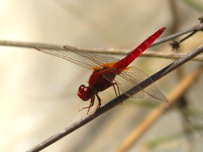 Dragonfly winged insect erythraea crocothemis