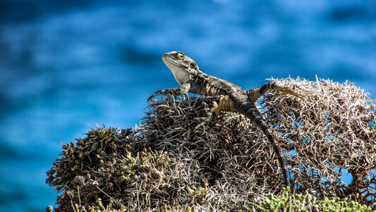Reptile fauna animal